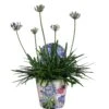 Agapanthus, In 17cm-pot -Natuurcentrum Winkel agapanthus in 17cm pot 1000x1000 6247101b623b5 l
