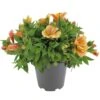 Alstroemeria, In 19cm-pot -Natuurcentrum Winkel alstroemeria in 19cm pot 1000x1000 625ecc05d4f2e l