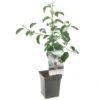 Appelboom (Malus Dom. Jonagold Patio), In Pot -Natuurcentrum Winkel appel malus dom jonagold patio 1272x1272 623c76e329b03 l