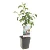 Appelboom (Malus Dom. Rode Boskoop Patio), In Pot -Natuurcentrum Winkel appel malus dom rode boskoop patio 1322x1322 623c76e3e7462 l