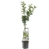 Appelboom Wonder Tree Elstar -Natuurcentrum Winkel appelboom wonder tree elstar 1500x1500 624ecd213249e l