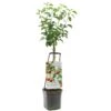 Appelboom Wonder Tree Topaz -Natuurcentrum Winkel appelboom wonder tree topaz 1500x1500 624ed209e86d2 l