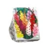 Baltus Gladiolus Gemengd Per 100 -Natuurcentrum Winkel baltus gladiolus gemengd per 100 800x800 62309c948c05a l