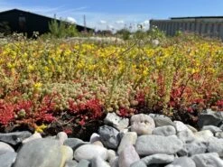 Daktuin Beezzz 'n Bio Daktuinpakket -Natuurcentrum Winkel beezzz n bio daktuinpakket 2048x1536 62861f3157785 l