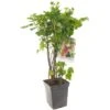 Bessenstruik Kwartet (Ribes Quatro-bes - Draagbeugel), In Pot -Natuurcentrum Winkel bessen ribes quatro bes draagbeugel 1378x1378 623c768fd00a0 l