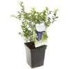 Blauwe Bessenstruik (Vaccinium Corymbosum Hortblue Petit), In Pot -Natuurcentrum Winkel blauwe bes vaccinium corymbosum hortblue petit 1096x1096 623c76960e07a l