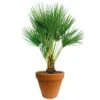 Chamaerops Palm 90cm Hoog, In 24cm-pot -Natuurcentrum Winkel chamaerops palm 90cm hoog in 24cm pot 1000x1000 625410ac5d8c3 l