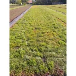 Daktuin Sedumtray Wildflower (per M²) -Natuurcentrum Winkel daktuin sedumtray wildflower per m 800x800 6287455890b51 l