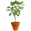 Ficus Carica 150-170 Hoog, In 27cm-pot -Natuurcentrum Winkel ficus carica 150 170 hoog in 27cm pot 1000x1000 625410af61732 l