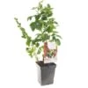 Fruit Kwartet (Ribes / Rubus Fruit Kwartet - Draag), In Pot -Natuurcentrum Winkel fruit kwartet ribes rubus fruit kwartet draag 1500x1500 623c768ec3eff l