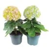 Hortensia Avantgarde, In 23cm-pot -Natuurcentrum Winkel hortensia avantgarde in 23cm pot 1000x1000 641d698b8e43f l