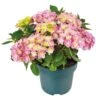 Hortensia Double Dutch, In 23cm-pot -Natuurcentrum Winkel hortensia double dutch in 23cm pot 1000x1000 641d68c0ec818 l