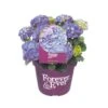 Hortensia Forever&Ever, In 23cm-pot -Natuurcentrum Winkel hortensia forever ever in 23cm pot 1000x1000 6427f57c35193 l