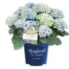 Hortensia Magical, In 23cm-pot -Natuurcentrum Winkel hortensia magical in 23cm pot 1000x1000 641d69dbe002f l