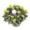 Hortensia XXL, In 29cm-schaal -Natuurcentrum Winkel hortensia xxl in 29cm schaal 1000x1000 6427f57ac84b6 l