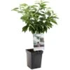 Kersenboom (Prunus Avium Dubbele Meikers Patio), In Pot -Natuurcentrum Winkel kers prunus avium dubbele meikers patio 1108x1108 623c76f10f03a l