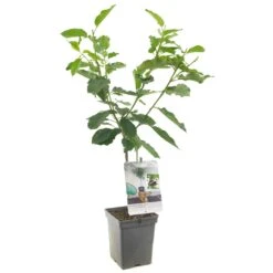 Kersenboom (Prunus Avium Hedelfinger Patio), In Pot