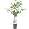 Kersenboom Wonder Tree Lapins -Natuurcentrum Winkel kersenboom wonder tree lapins 1500x1500 624ecce6343ee l