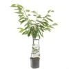 Kersenboom Wonder Tree Sunburst -Natuurcentrum Winkel kersenboom wonder tree sunburst 1500x1500 624eceb9e9e58 l
