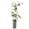 Kiwibes (Actinidia Arguta Ken's Red), In Pot -Natuurcentrum Winkel kiwibes actinidia arguta ken s red 1500x1501 623c76d6ddb50 l