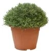 Lavendel, In 30cm-pot -Natuurcentrum Winkel lanvendel in 30cm pot 800x800 62273561adc92 l