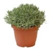 Lavendel, In 25cm-pot 2 Lavendel, In 25cm-pot -Natuurcentrum Winkel lavendel in 25cm pot 800x800 6227356176881 l