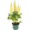 Lupine, In 23cm-pot -Natuurcentrum Winkel lupine in 23cm pot 1000x1000 627b6e69acd34 l