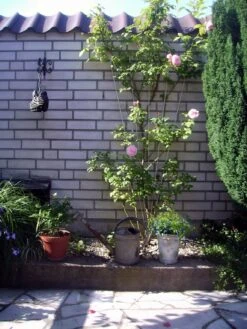 Nature Metalen Klimrek Grijs In V-vorm- H145x5/75cm -Natuurcentrum Winkel nature metalen klimrek grijs in v vorm h145x5 75cm 1582732967 l