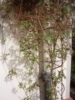 Nature Metalen Regenpijp Klimrek Groen - H145x18cm -Natuurcentrum Winkel nature metalen regenpijp klimrek groen h145x18cm 1582732975 l