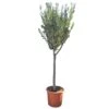 Olijfboom 160cm, In 27cm-pot -Natuurcentrum Winkel olijfboom 160cm in 27cm pot 1000x1000 62568eabda9e9 l