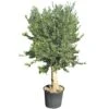 Olijfboom Groot, 30cm Stamomtrek -Natuurcentrum Winkel olijfboom groot 30cm stamomtrek 1000x1000 62568eda34493 l
