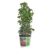 Passiflora, In 19cm-pot -Natuurcentrum Winkel passiflora in 19cm pot 1000x1000 645385e17d30b l
