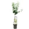 Perenboom Wonder Tree Doyenné Du Comice -Natuurcentrum Winkel perenboom wonder tree doyenne du comice 1500x1500 624ecc33ed183 l