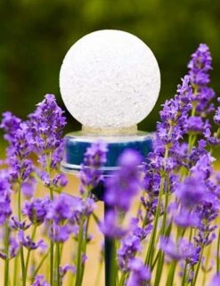 Pinnups Solarlampje 13 X Ø 5cm -Natuurcentrum Winkel pinnups solarlampje 13 x 5cm 567x737 626140f6a8e33 l