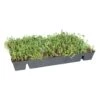 Sedumcasette, 40x60x7cm -Natuurcentrum Winkel sedumcasette 40x60x7cm 1000x1000 644117fa887af l