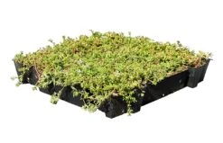Daktuin Sedumtray Eco (per M²) -Natuurcentrum Winkel sedumtray eco per m 1400x900 62861f37e325b l