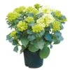 Tuinhortensia, In 23cm-pot -Natuurcentrum Winkel tuinhortensia in 23cm pot 1000x1000 6297754c271ec l