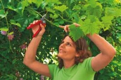 WOLF-Garten Aambeeld Snoeischaar Comfort Plus RS2500 -Natuurcentrum Winkel wolf garten aambeeld snoeischaar comfort plus rs2500 1619177787 1 l